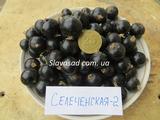  Селеченская 2 (к/с)